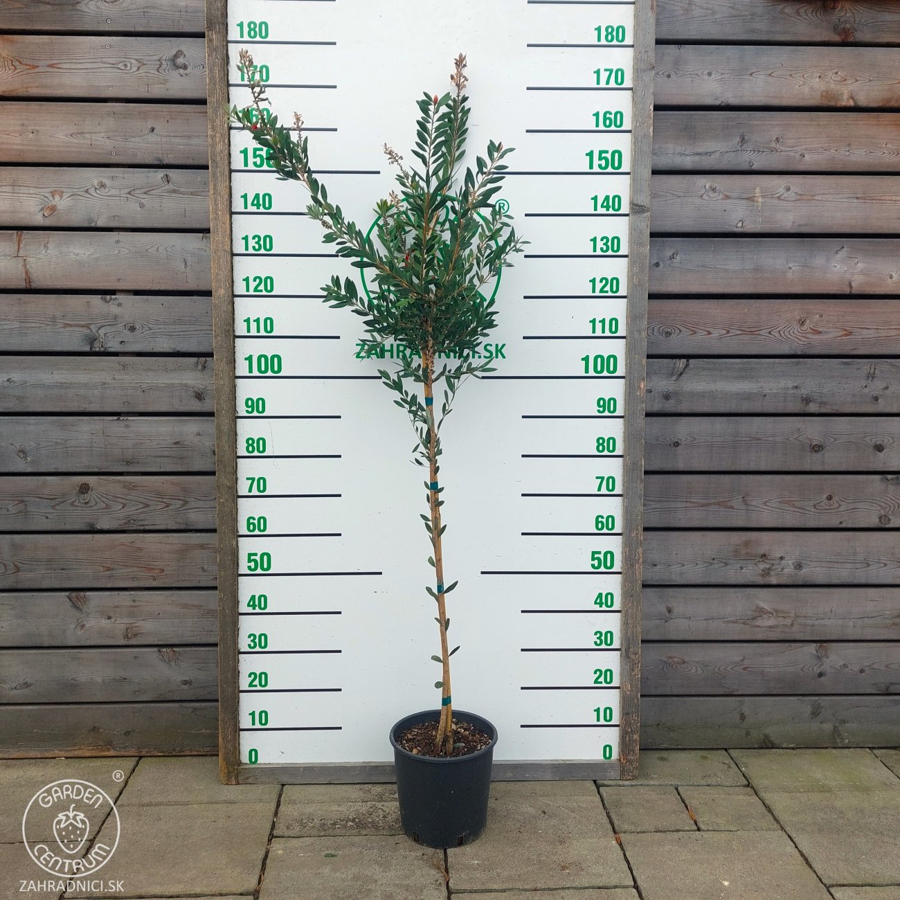 Obrázok Tyčinkovec (Callistemon citrinus) ´LAEVIS´ - výška 160-180 cm, kont. C9L - NA KMIENKU, červený